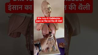 Bile Juice amp Gallbladder  इंसान का पित्त एवं पित्त की थैली कैसा और कहाँ होता है viral shorts [upl. by Ardnnek]