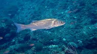 Dicentrarchus labrax European seabass [upl. by Melinda513]