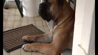 When A Bullmastiff Watching [upl. by Nork]