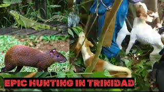 Hunting In Trinidad Never Saw This Before 🔥🔥🔥 must view🇹🇹 [upl. by Hayimas529]