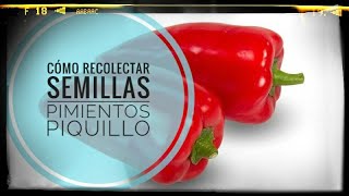 Cómo recolectar semillas de pimiento de piquillo 🌶️ Pimientos ecológicos y sanos 💪😍 [upl. by Assiron194]