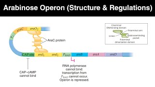 Arabinose operon in hindi  Structure and regulations [upl. by Dimah]