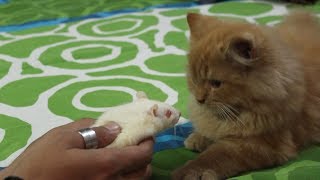 Cat sees a Rat for the first time  Wildly Indian [upl. by Steinke717]