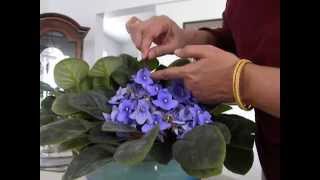 HOW TO POLLINATE AFRICAN VIOLETS [upl. by Suiramed]