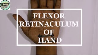 Surface Marking of Flexor Retinaculum of Hand [upl. by Nirraj]