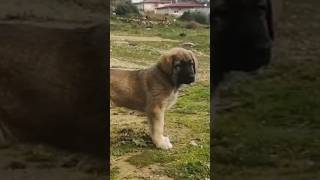 KANGAL PUPPY WORKLINE shorts kangal puppy [upl. by Ibrab757]