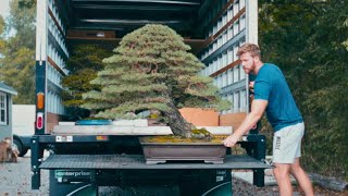 A Bittersweet Ending  US National Bonsai Exhibition 2023 [upl. by Anaila]