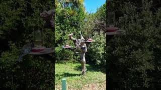 Tuis Feeding  Tiritiri Matangi Island Bird Sanctuary  AucklandTāmaki Makaurau [upl. by Innes]