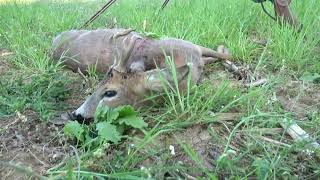 Az érdekes bak elejtése  Őzbak vadászat  Jakele J1  Roebuck hunting in Hungary [upl. by Kcirddet]