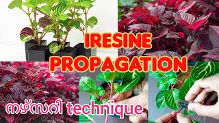 Iresine propagationHow to propagate chicken gizzard plantblood leaf plant [upl. by Sinclair877]