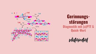 Diagnostik von Gerinnungsstörungen mit Partieller Thromboplastinzeit amp QuickWert  Wann erhöht [upl. by Rhu]