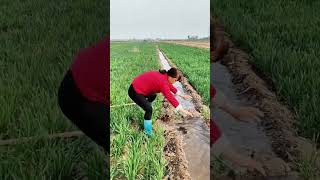 Watering process of wheat seedling field [upl. by Vito]