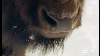 bison and the beringian lion wild new world prehistoric America ep 1 land of the mammoth [upl. by Ecitnirp]