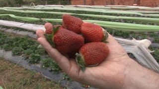 Leite e água no cultivo de morangos orgânicos  Programa Rio Grande Rural [upl. by Jerome]