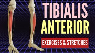 BEST Tibialis Anterior Corrective Exercises [upl. by Pearce]