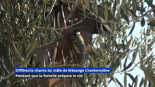 Les chants de la mésange Charbonnière [upl. by Neri972]