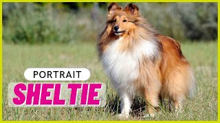 SHETLAND SHEEPDOG  Charakter Haltung Gesundheit  Sheltie [upl. by Marbut132]