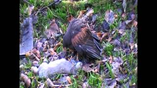 Falconry hawk fights the ferret for a rabbit [upl. by Nemhauser]