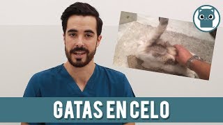 El Celo En Las Gatas [upl. by Guthrey]