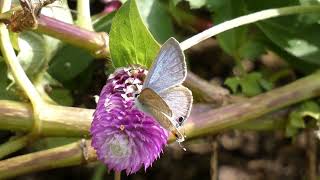 Longtailed Blue Butterfly Visits Globe Amaranth Flowers for Nectar [upl. by Cordelia]