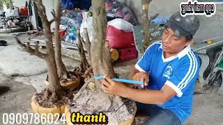 anhthanh BTgl phôi tứ quý342024đt0909786024 [upl. by Ahseenyt]