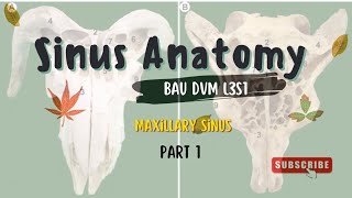 Sinus AnatomyMaxillary Sinus Part 1 [upl. by Airahs]