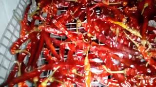 Drytech Heat Pump Dryer use for Drying Red Chilli [upl. by Nnylecyoj]