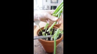 From Scraps to Scallions Growing and Harvesting Green Onions at Home [upl. by Gnauq]