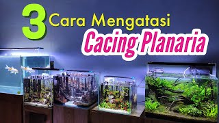 cara mengatasi cacing di aquarium [upl. by Ymirej]