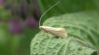 Bleke langsprietmot  Nematopogon swammerdamella [upl. by Sucramraj]