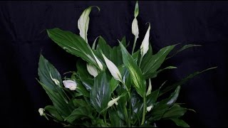 Spathiphyllum wallisii  Einblatt Peace Lily [upl. by Anilac]