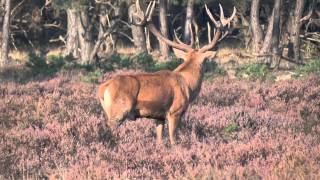 Bronst HogeVeluwe 2011 [upl. by Llert]