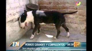 El Noticiero  Reportaje Peleas de perros en pleno siglo XXI [upl. by Briny]