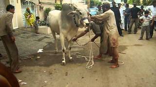 Sibbi Bull K karnamy [upl. by Mharba154]