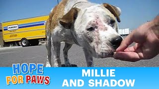 Dog rescue Millie and Shadow  please subscribe By Eldad Hagar senior [upl. by Edla757]