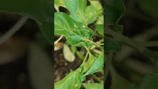 chilli cercospora leaf spot agriculture farming chilli chillinursery nursery [upl. by Amyas]