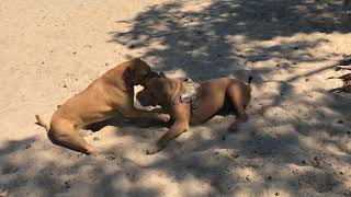 Boerboel fight [upl. by Aissat]