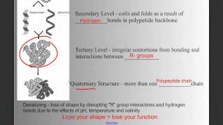 Biomolecules part 2 Nucleic Acids and Proteins [upl. by Nosniv]