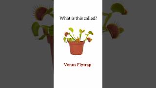 Guess the Mystery Plant in 5 Seconds or Less [upl. by Akselaw]