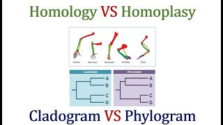 Homology VS Homoplasy amp Cladogram VS Phylogram [upl. by Llezo555]