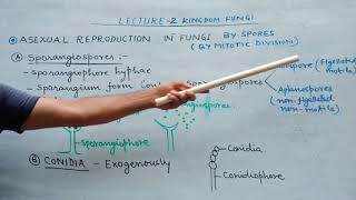 Lecture2 Asexual Reproduction in FungiNEET [upl. by Ethbin]