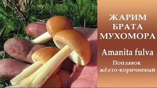 Жарим брата мухомора Amanita fulva  Поплавок жёлтокоричневый [upl. by Leahcimauhsoj]