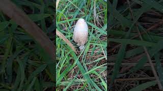 Coprinus comatus  gyapjas tintagomba [upl. by Diehl]