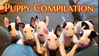 EPIC Bull Terrier PUPPY compilation [upl. by Haldas]