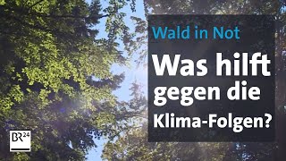 Was hilft dem Wald aus der KlimaNot  BR24 [upl. by Arde]