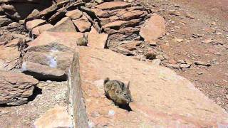 Viscachas family of Chinchilla wild [upl. by Blisse788]