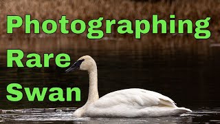 Capturing The Beauty Of Trumpeter Swans Through My Lens [upl. by Kornher440]