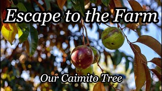 Escape to the Farm  Our Caimito Star Apple Tree [upl. by Anniram]