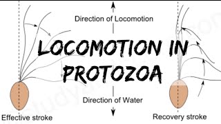 Biology  Phylum Protozoa  Locomotion in Protozoa [upl. by Weasner]