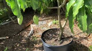 Early season mango variety Nam Doc Mai 4 fruiting in a 25 gal container [upl. by Enida538]